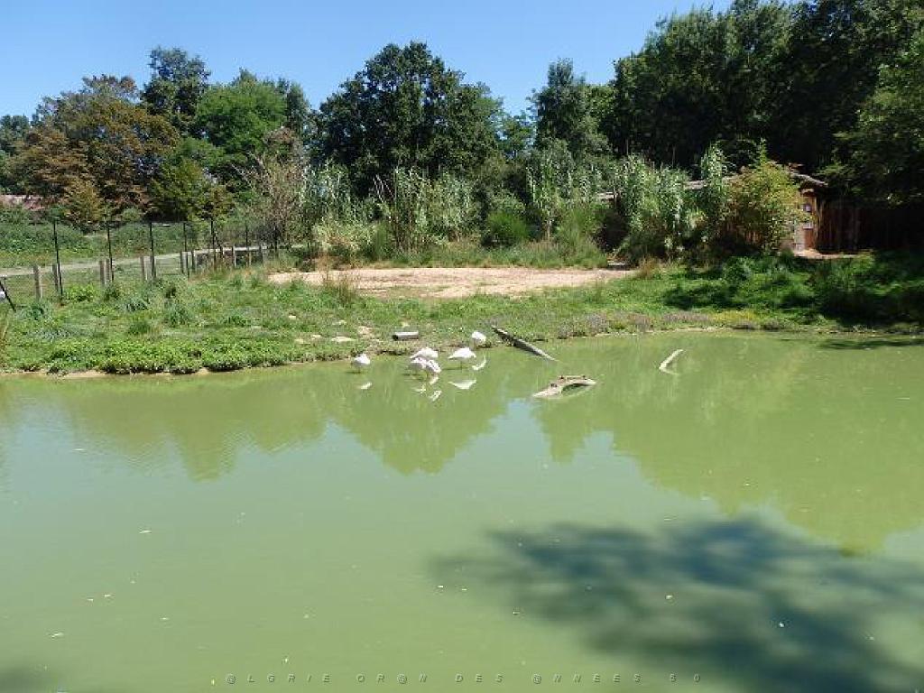 101PARC AUX OISEAUX DANS L AIN 2016 1_000028.jpg